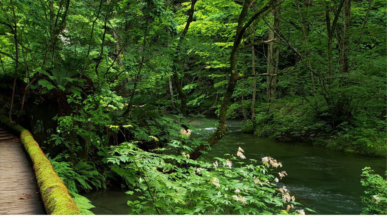 奥入瀬渓流